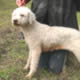 Lagotto