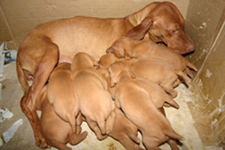 Cucciolata di bracco ungherese