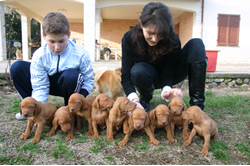 Cuccioli di Vizsla