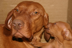 Cucciolo con mamma Vizsla